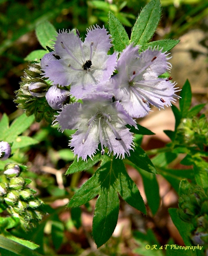 {Phacelia purshii}